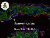 Sensory system