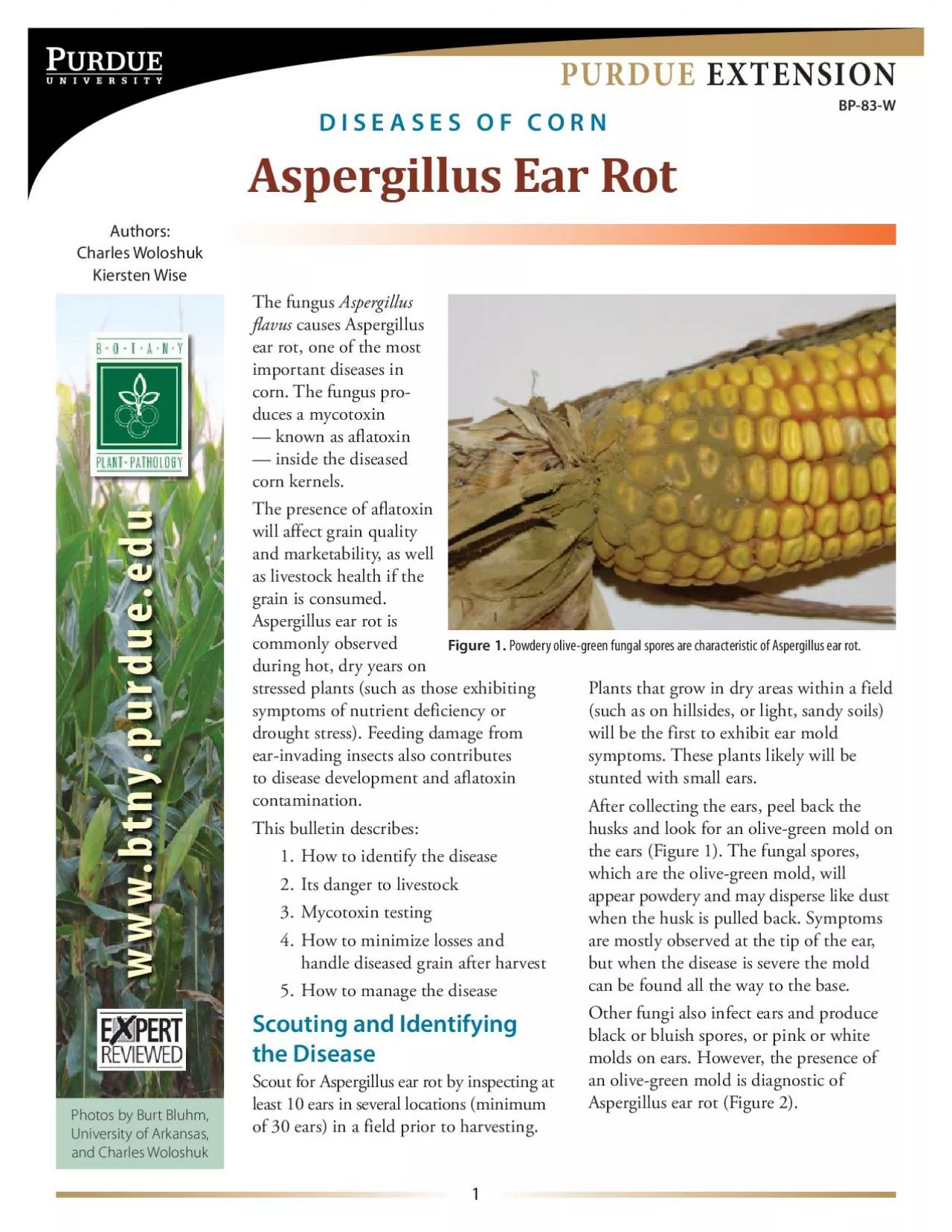 PDF-PURDUE XTENSIONAspergillus Ear Rot