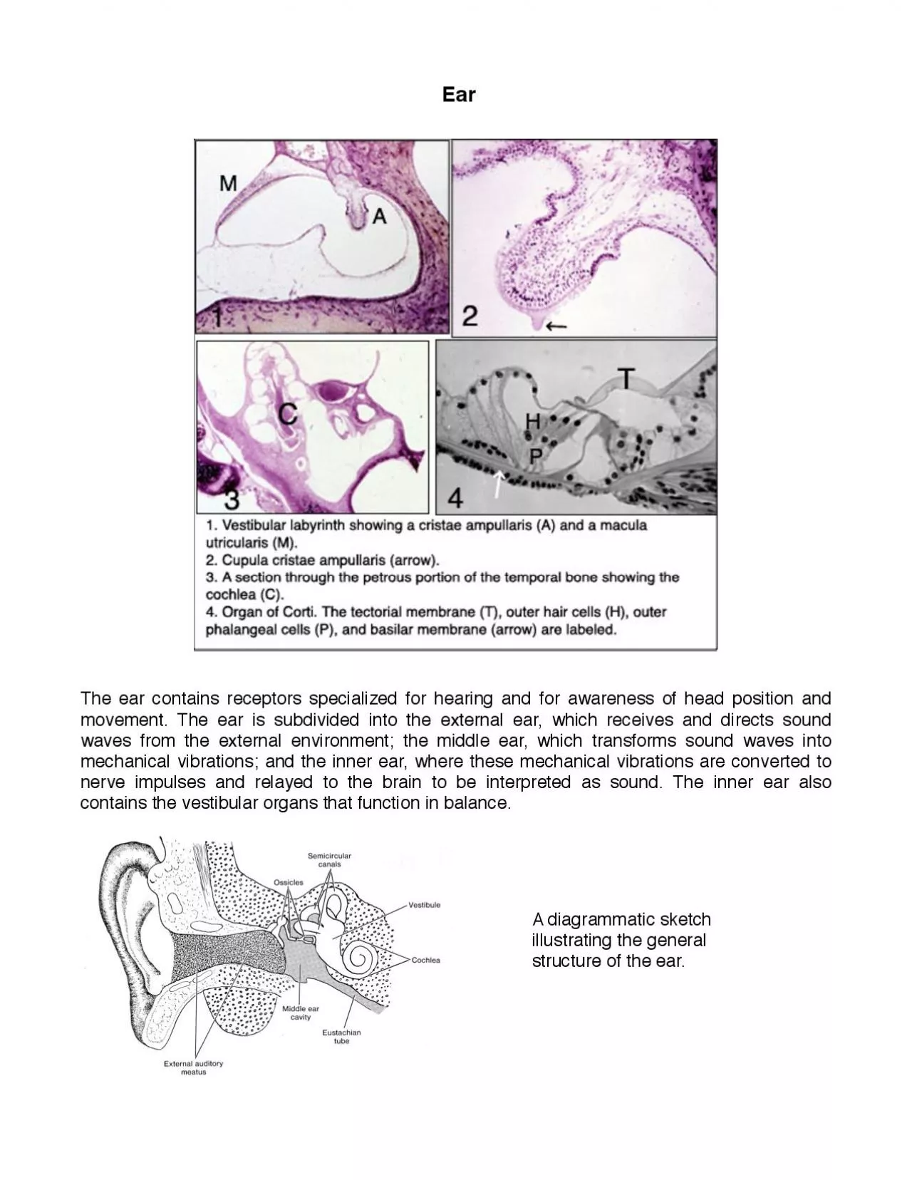 PDF-skin adheres tightly to the perichondrium except on the posterior surf