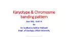 Karyotype  Chromosme