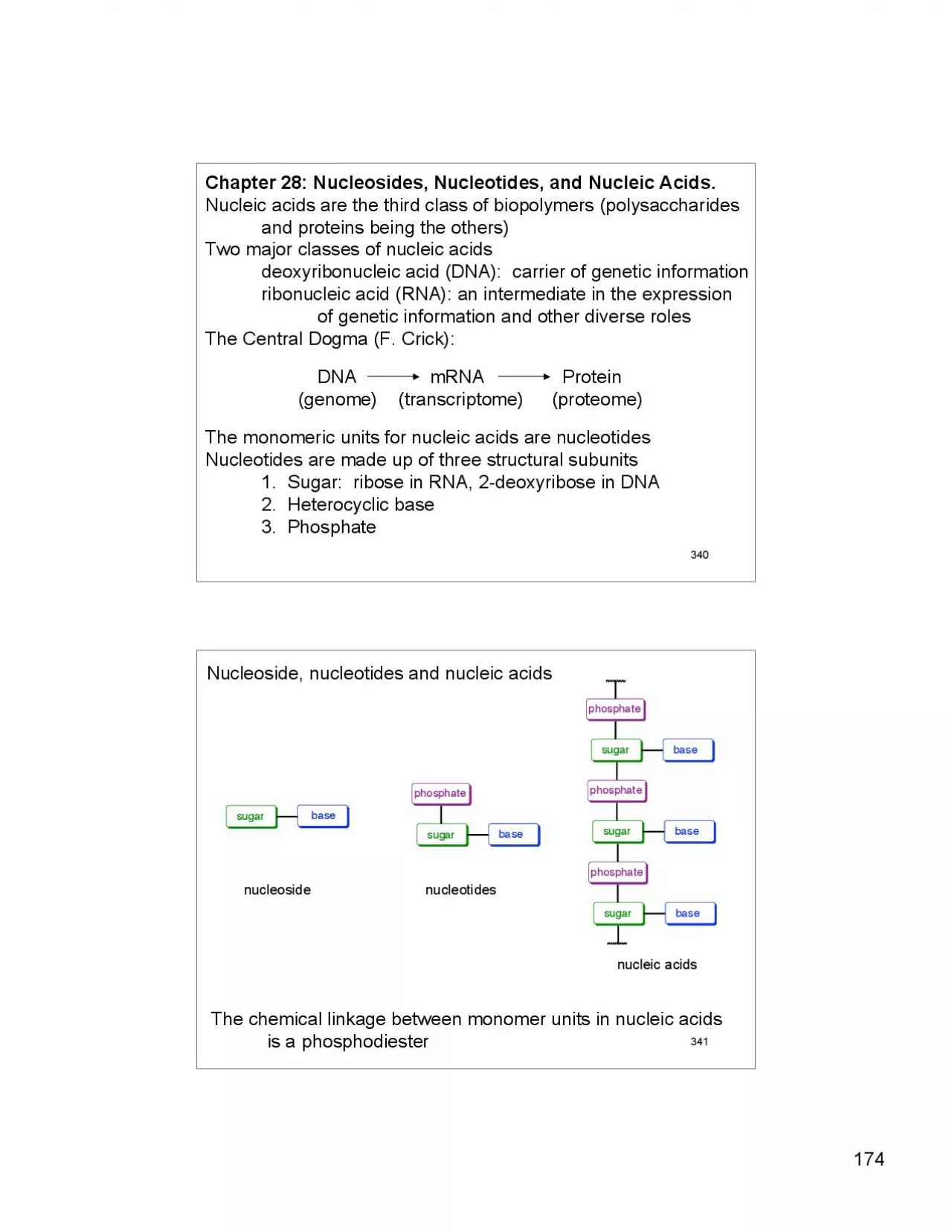 PDF-Nucleotides are made up of three structural subunits1 Sugar ribose