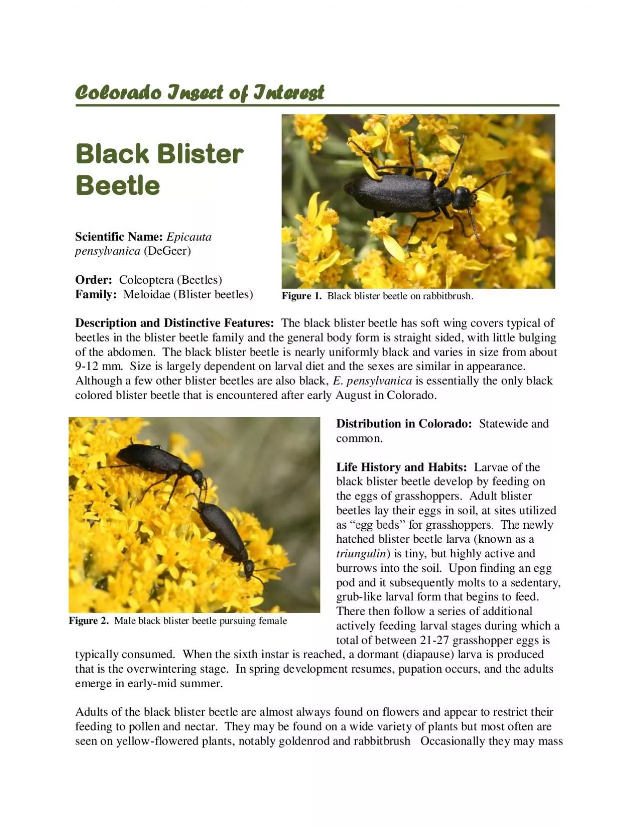 Black blister beetle on rabbitb