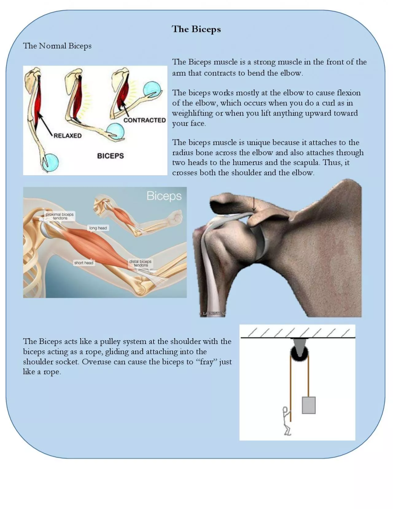 PDF-The Normal Bicep