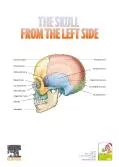 Frontal bone