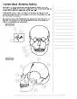 Human Skull Anatomy Activity