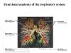 Functional anatomy of the respiratory system