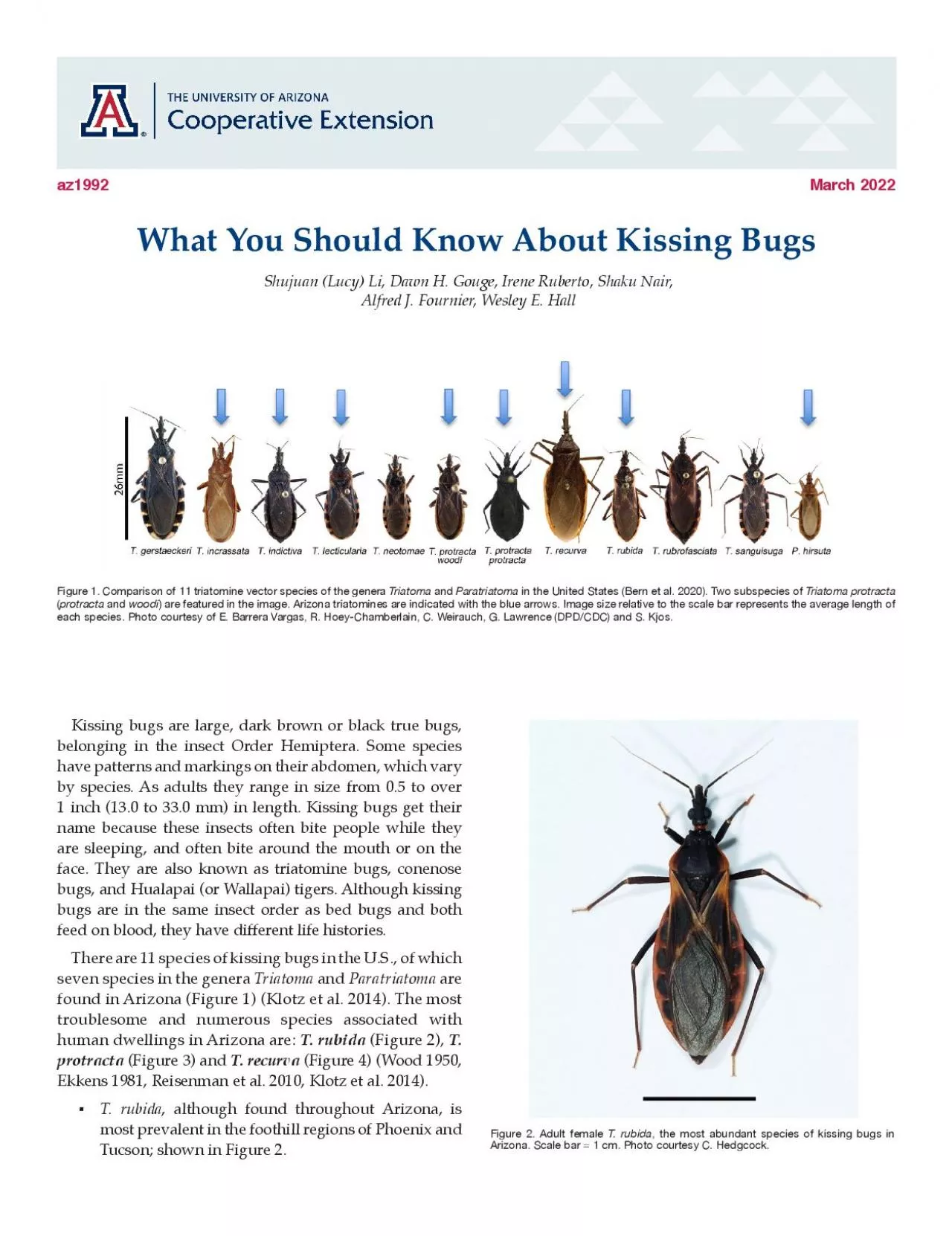 What You Should Know About Kissing Bugs