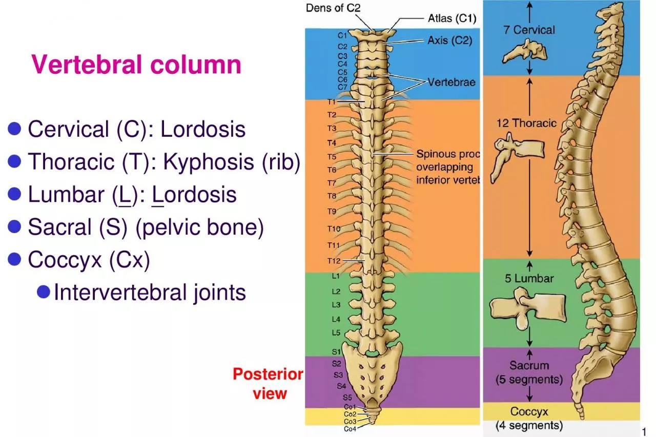 PDF-Vertebrae