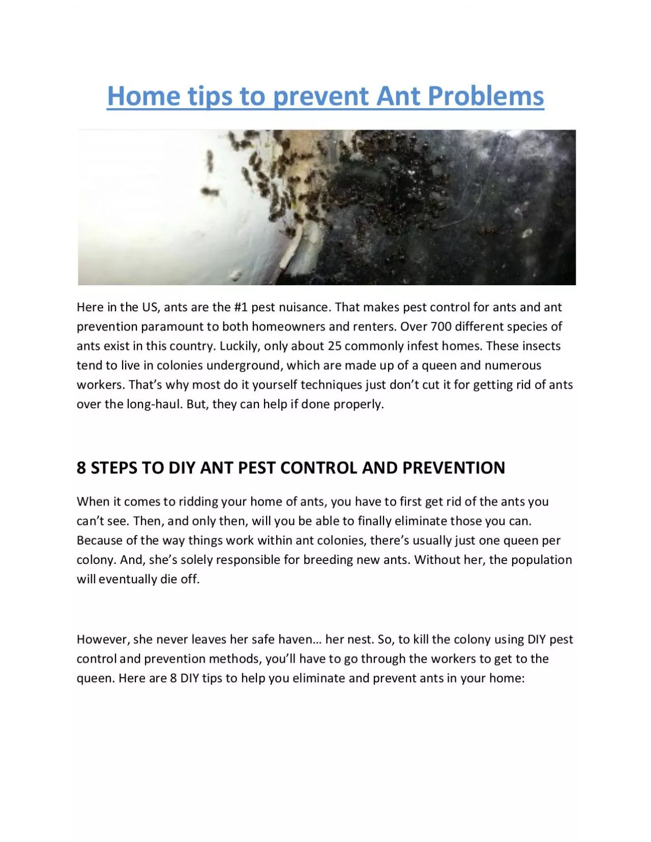 Home tips to prevent Ant Problems
