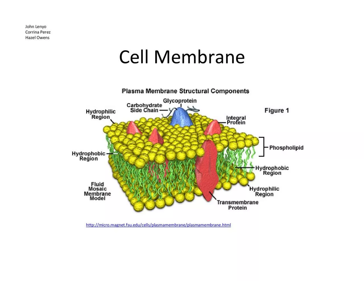 PDF-httpmicromagnetfsueducellsplasmamembraneplasmamembranehtml