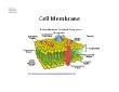 httpmicromagnetfsueducellsplasmamembraneplasmamembranehtml