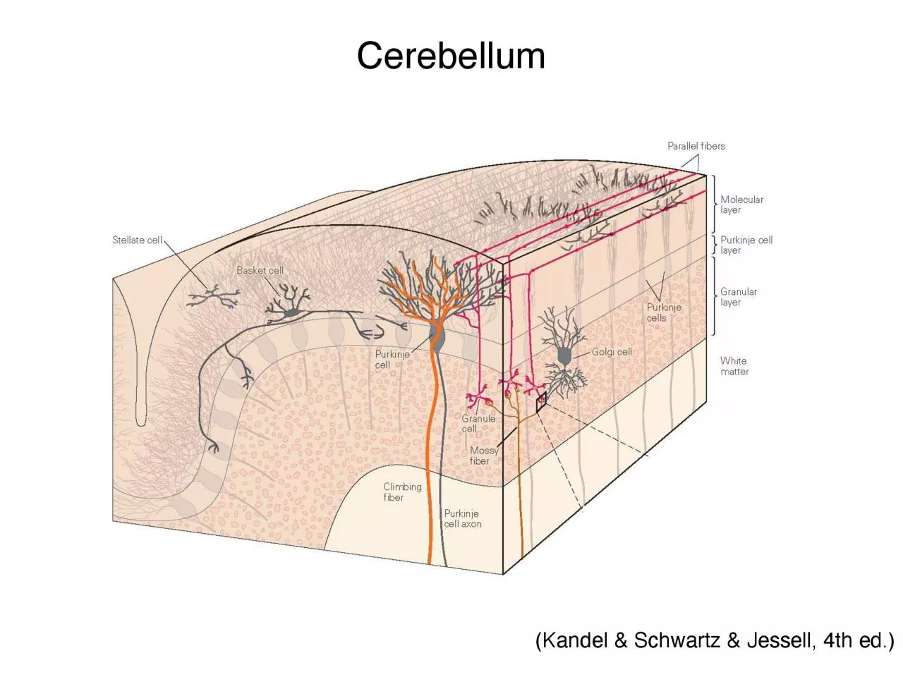 PDF-Purkinje cellGolgi cellstellate cellbasket cellPurkinje cellGolgi cell