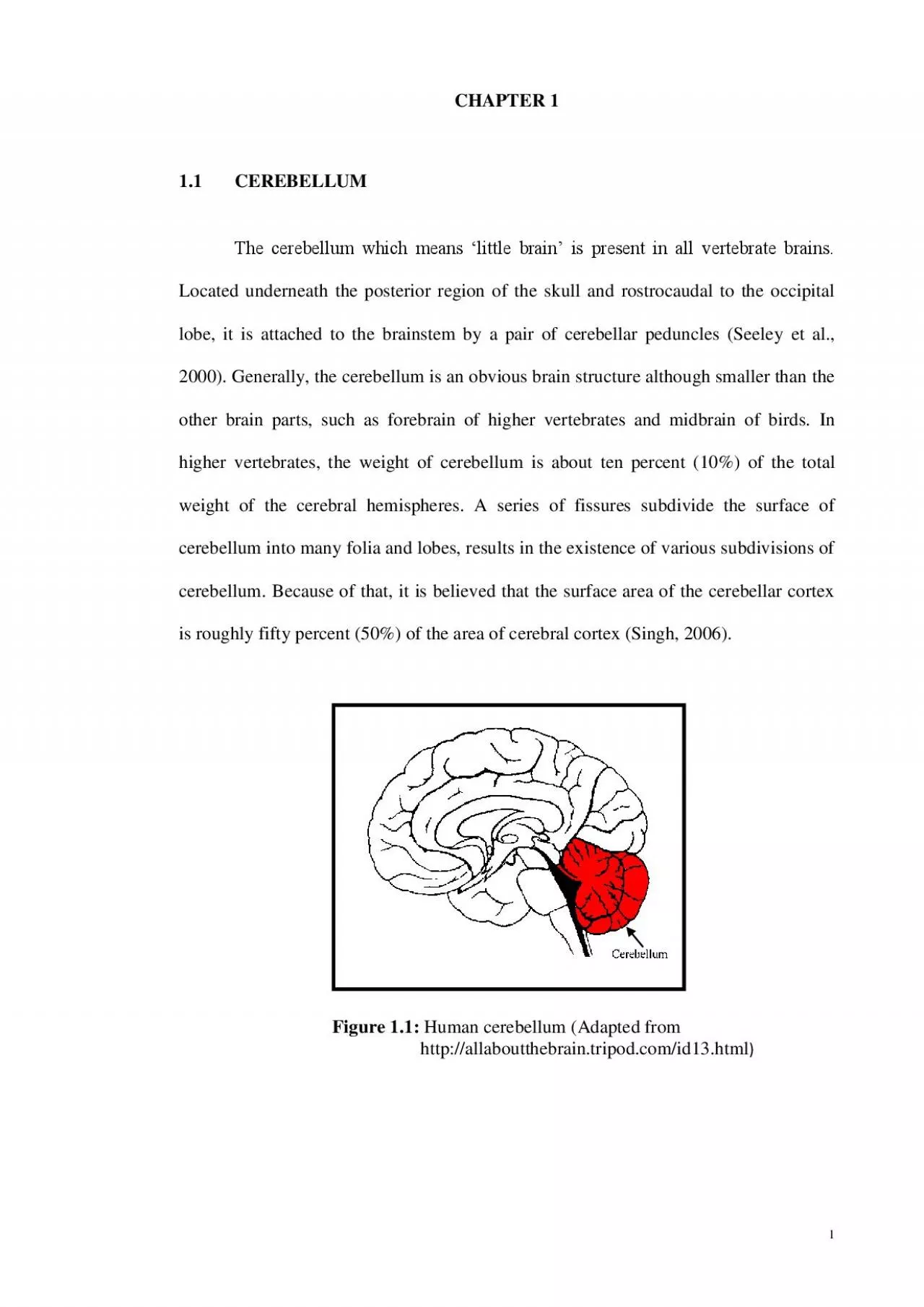 PDF-CEREBELLUM