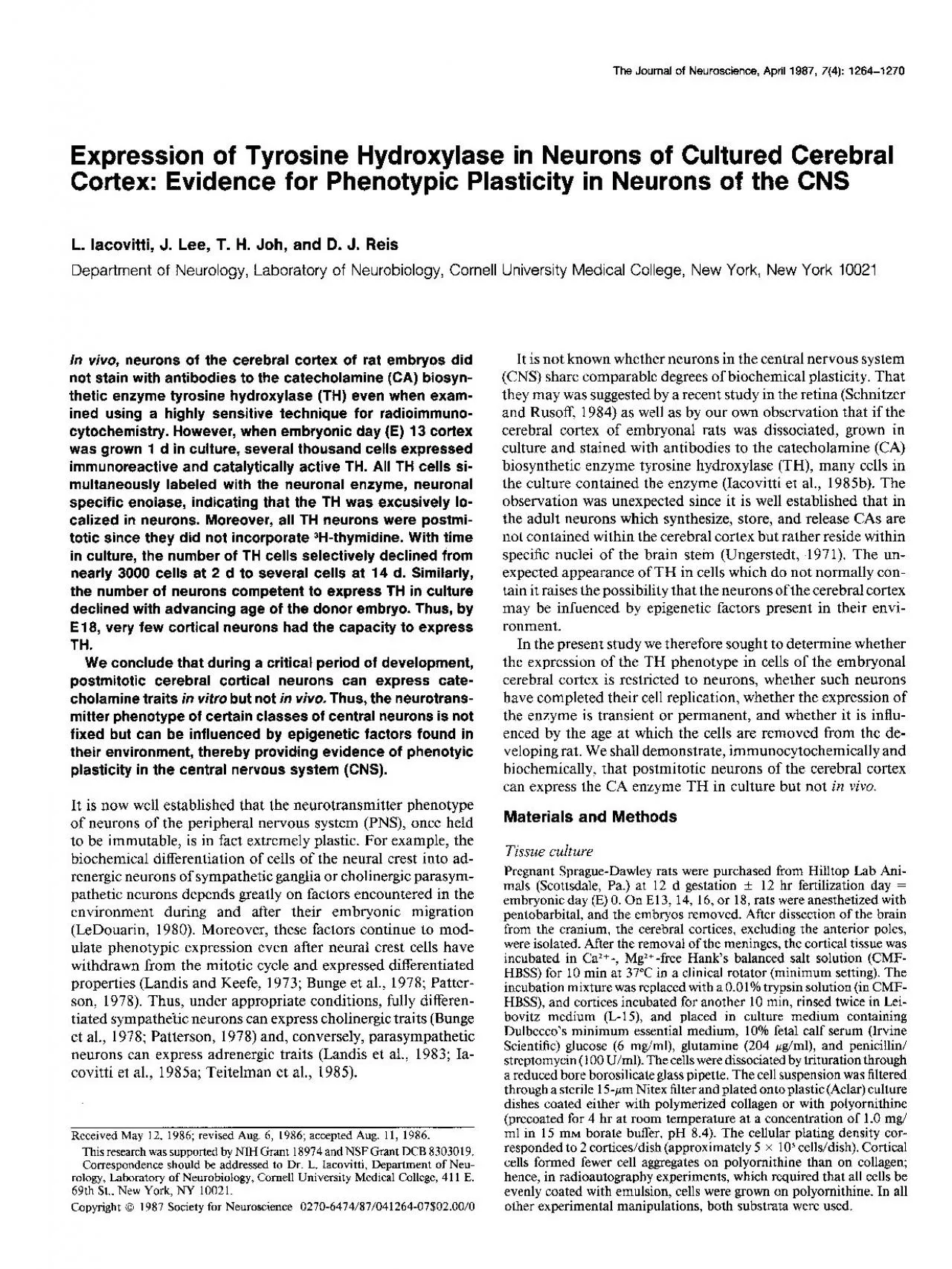 PDF-Expression of Tyrosine Hydroxylase in Neurons of Cultured Cerebral Cor