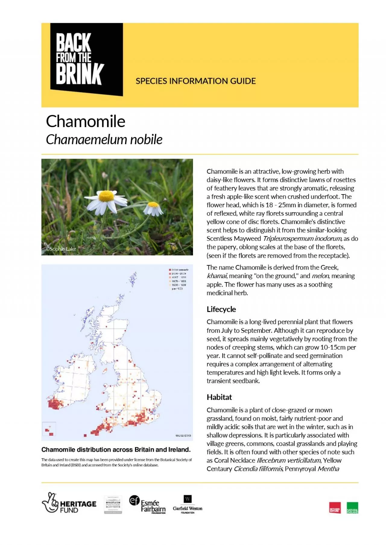 PDF-Chamomile Chamaemelum nobile