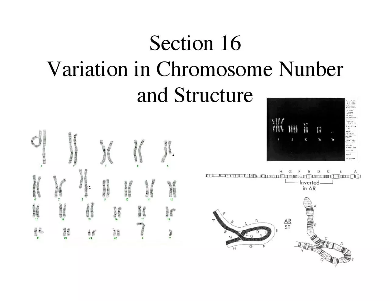 partial chromosome sets