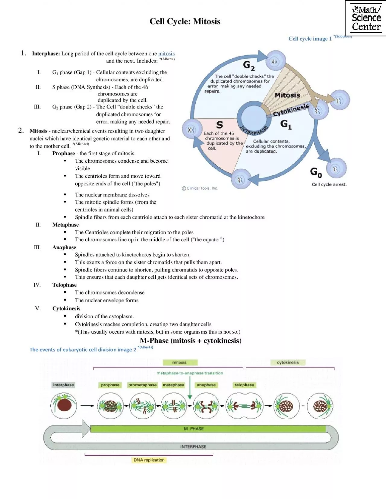 Cell cycle image 1 ScicuiousInterphase Long period of the cell cyc