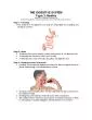 Page 6  Relaxation and peristalsis occur in the stomach
