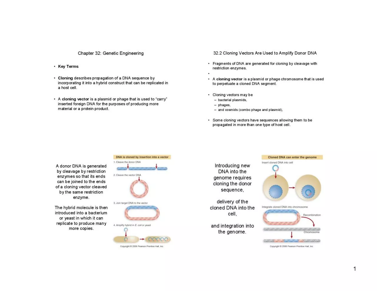 PDF-Cloning vectors may bebacterial plasmidspha