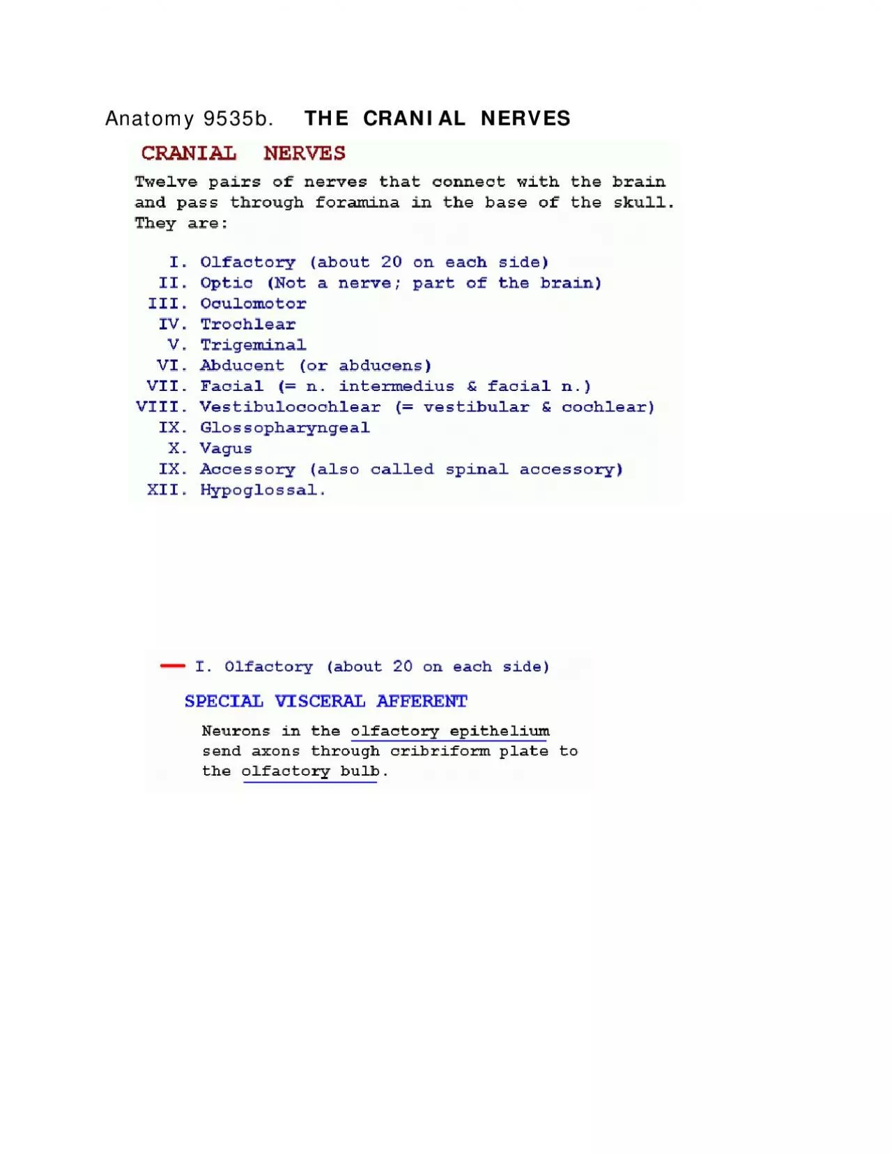 PDF-Anatomy 9535b THE CRANIAL NERVES