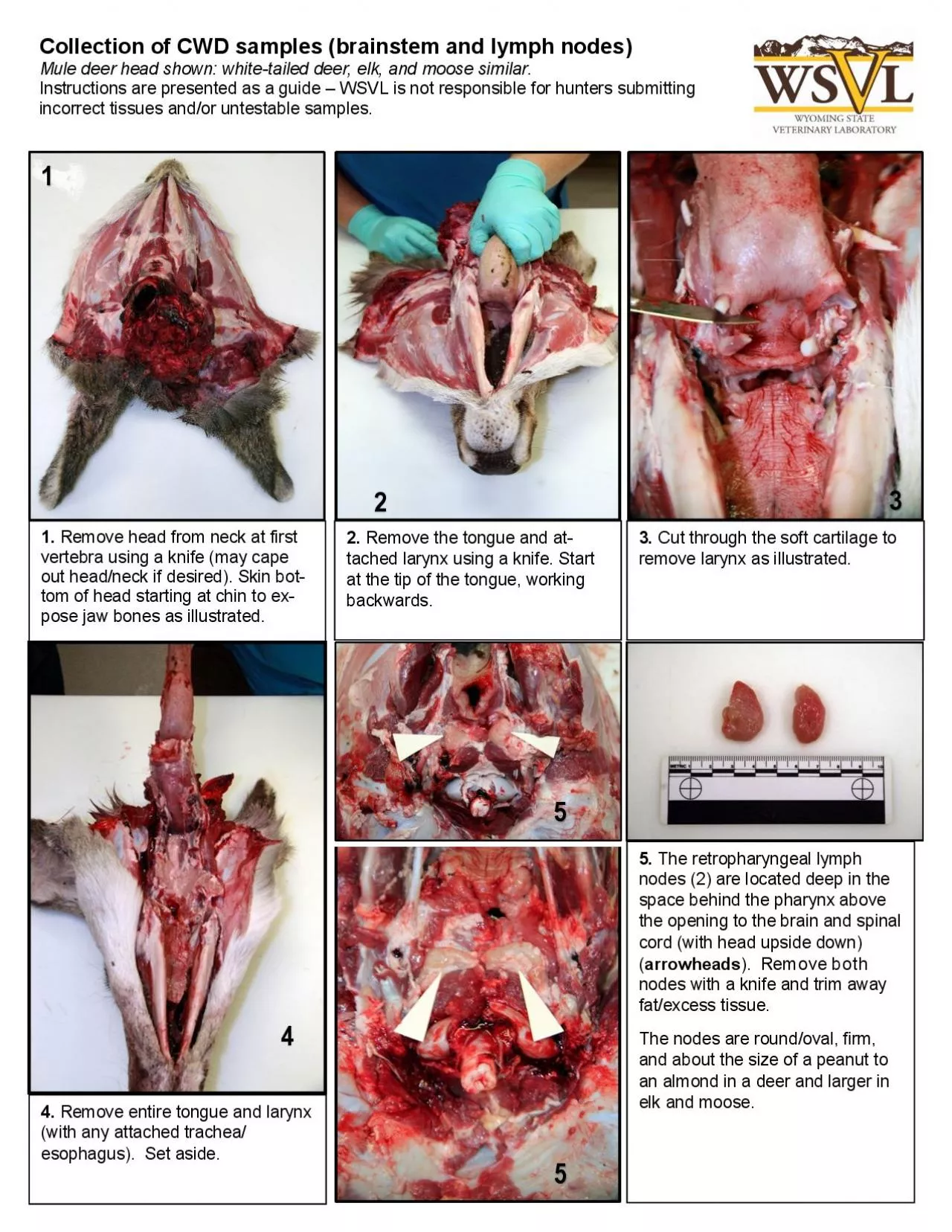 PDF-Collection of CWD samples brainstem and lymph nodes