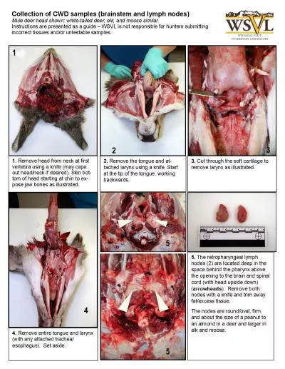 Collection of CWD samples brainstem and lymph nodes