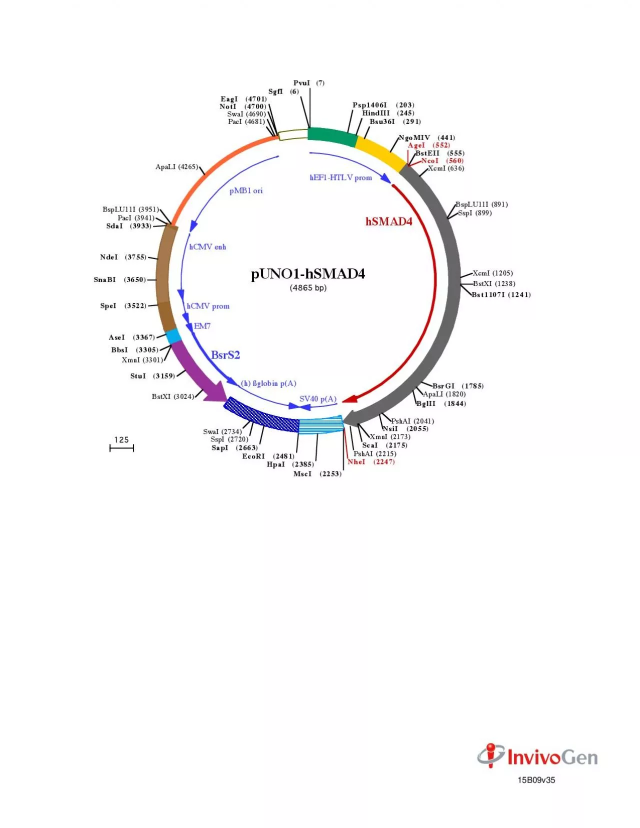 PDF-h globin pA