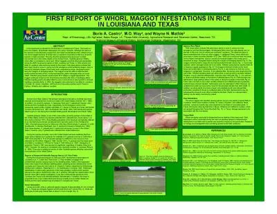 FIRST REPORT OF WHORL MAGGOT INFESTATIONS IN RICE IN LOUISIANA AND TEX