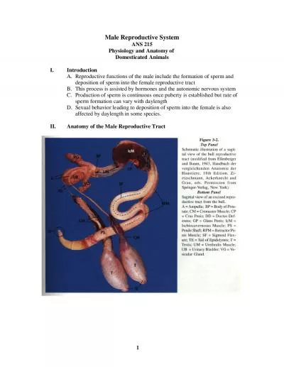 Male Reproductive SystemANS 215Physiology and Anatomy of Domesticated