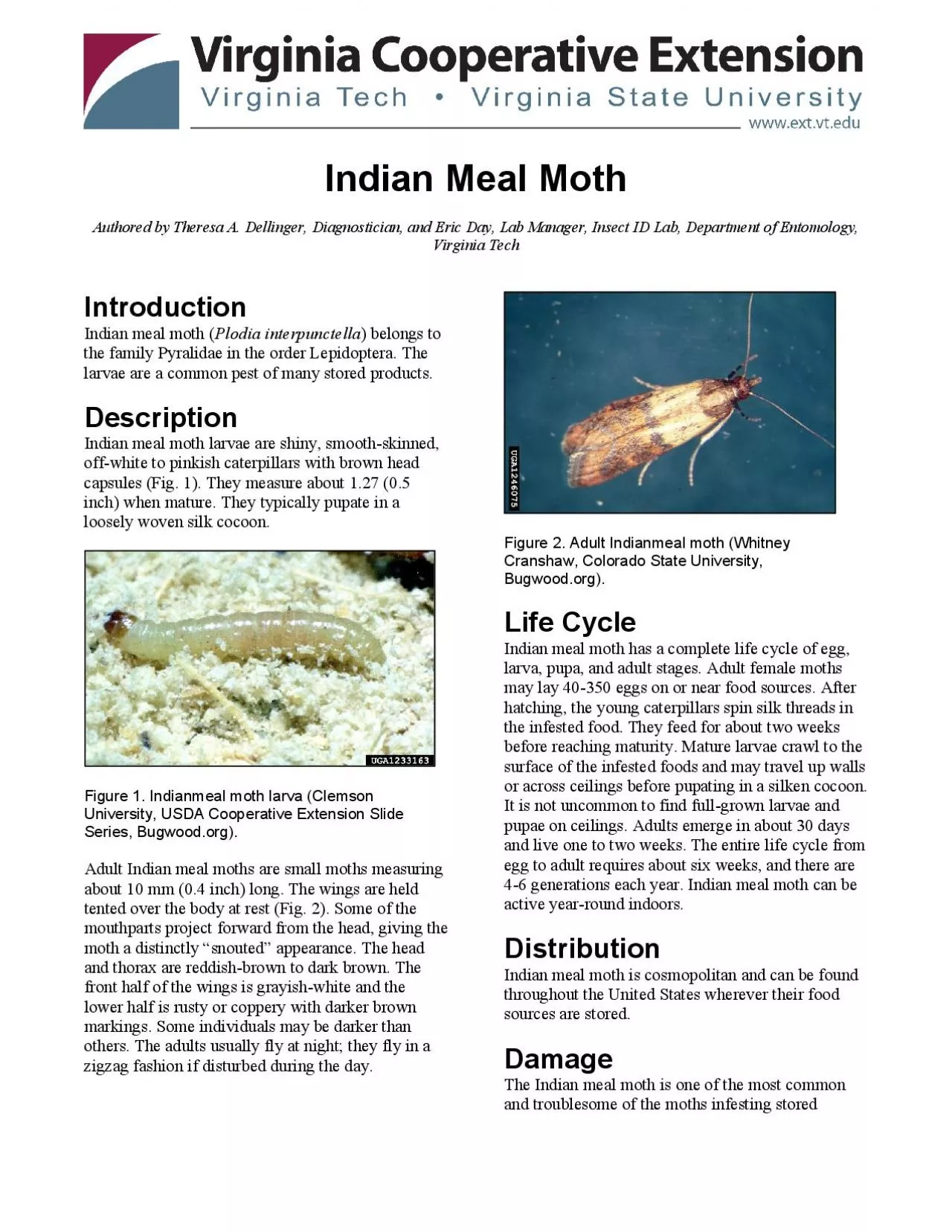 PDF-Indianeal Moth Authored by Theresa A Dellinger Diagnostician and Er