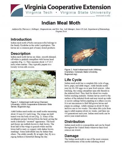 Indianeal Moth Authored by Theresa A Dellinger Diagnostician and Er