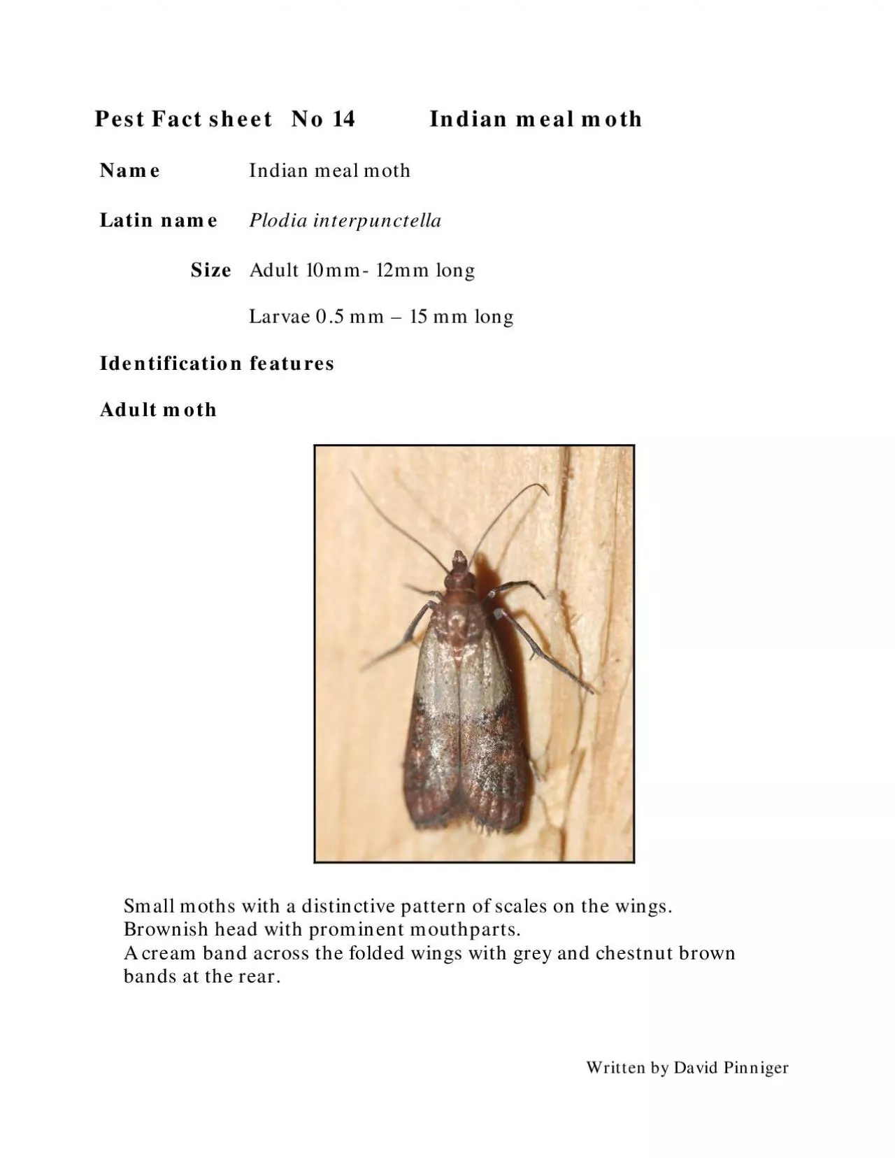 Pest Fact sheet   No Indian meal moth
