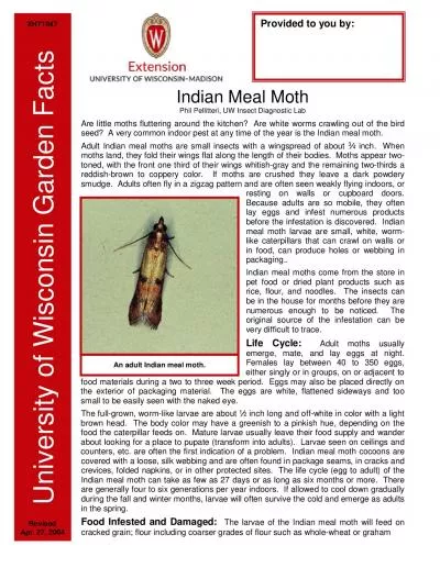 dult Indian meal moth