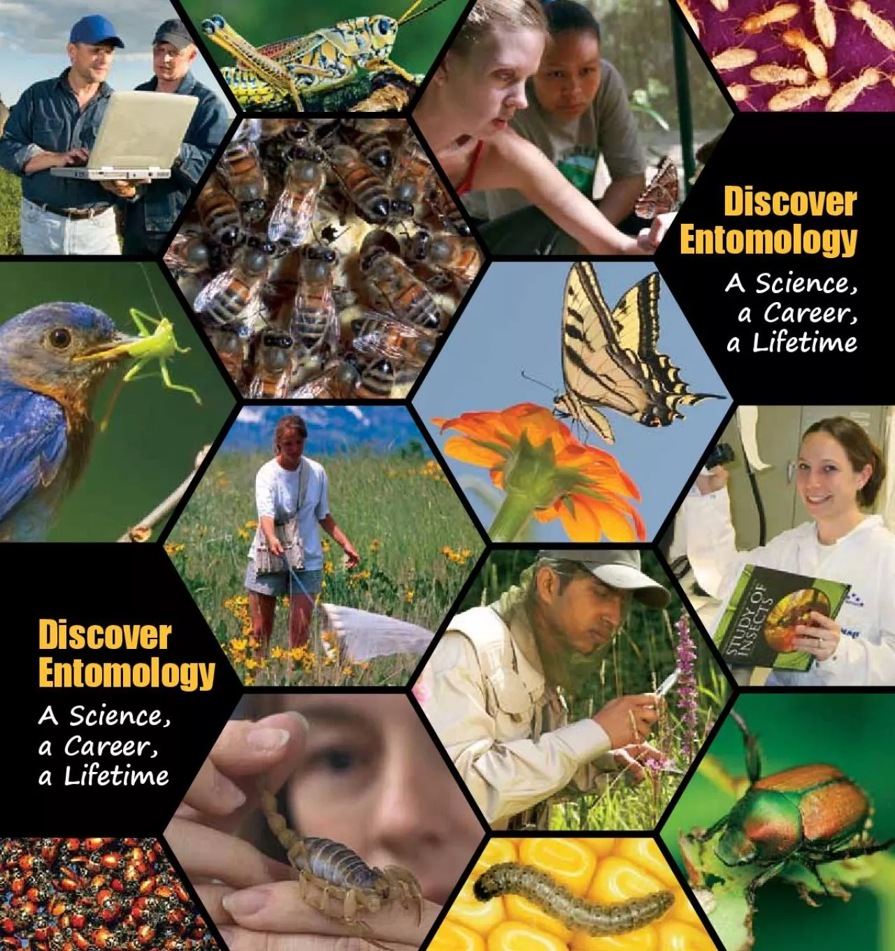 PDF-Entomology a Career a LifetimeEntomologya Careera Lifetime