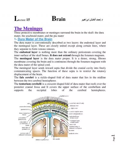 The Meninges