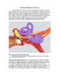 PDF-Middle ear infections otitis media generally occur because of improp