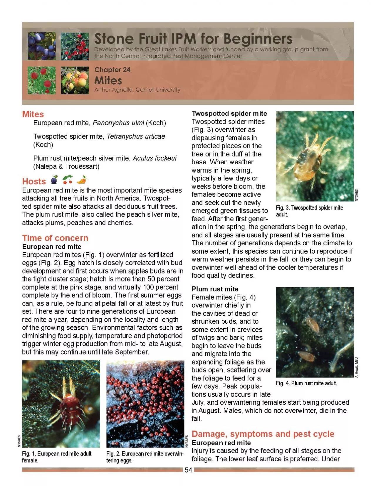 PDF-European red mite