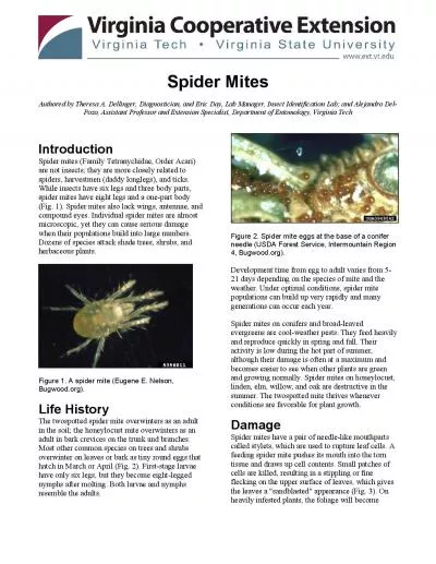 Spider MitesAuthored by Theresa A Dellinger Diagnostician and Eric