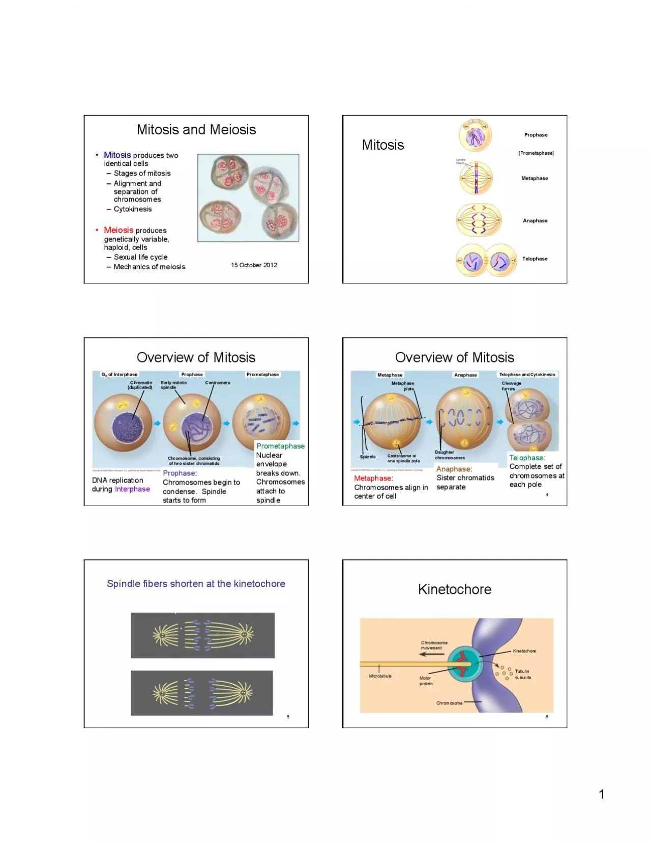 PDF-n MEIOSIS FERTILIZATION Ovary Testis Diploid zygote 2n 46 Mitosi