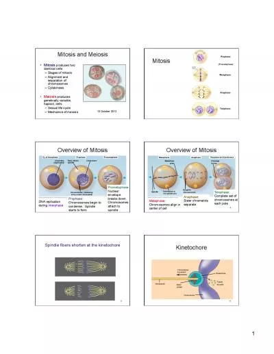 n MEIOSIS FERTILIZATION Ovary Testis Diploid zygote 2n  46 Mitosi