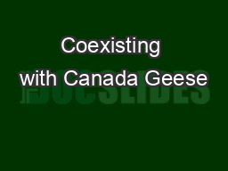Coexisting with Canada Geese