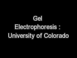 Gel Electrophoresis : University of Colorado