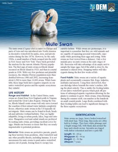 The mute swan