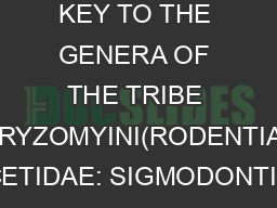 KEY TO THE GENERA OF THE TRIBE ORYZOMYINI(RODENTIA: CRICETIDAE: SIGMODONTINAE)