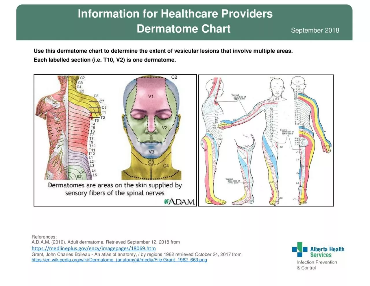 PDF-ReferencesADAM 2010 Adult dermatome Retrieved September 12 2