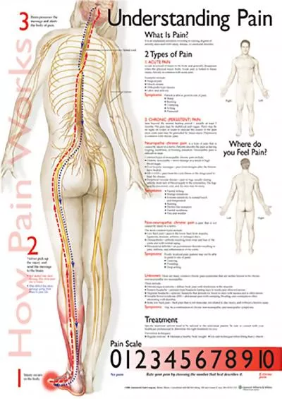 (BOOK)-Understanding Pain Anatomical Chart