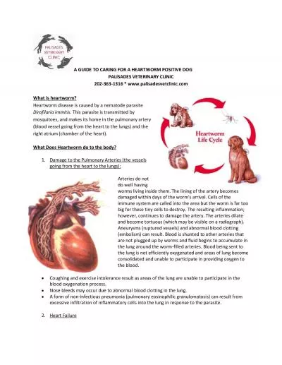 A GUIDE TO CARING FOR A HEARTWORM POSITIVE DOGPALISADES VETERINARY CLI