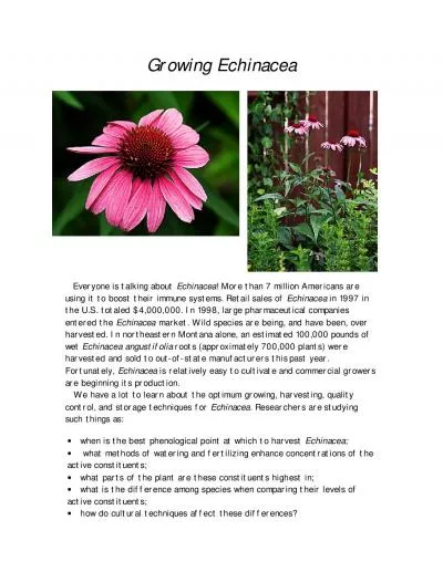 Growing Echinacea       Everyone is talking about Echinacea More than