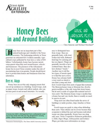 Honey Beesin and Around Buildings