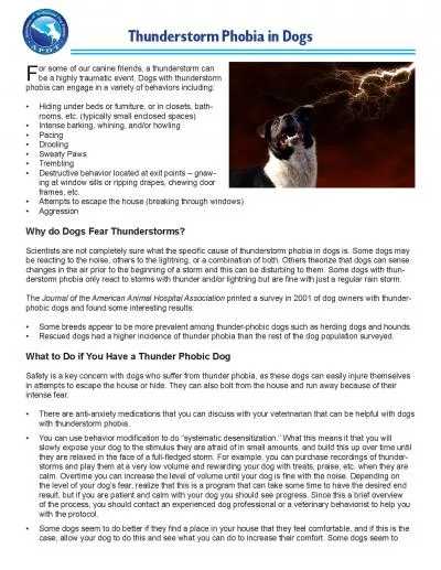 Thunderstorm Phobia in Dogs